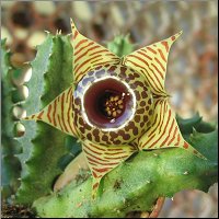 Huernia zebrina subsp zebrina